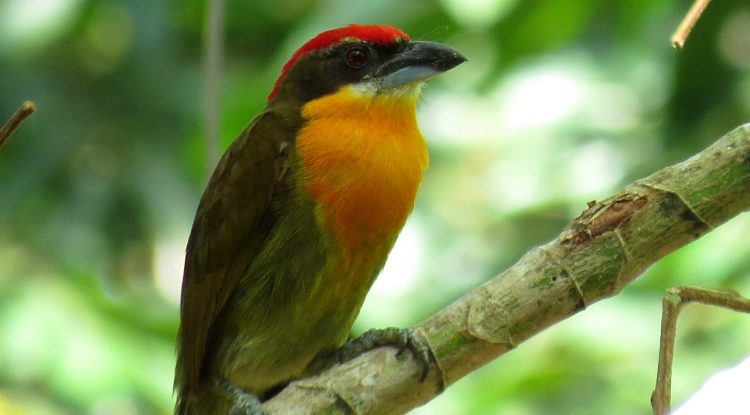 250 especies de aves registra el libro “Aves del Guaviare Tomo I No passeriformes”