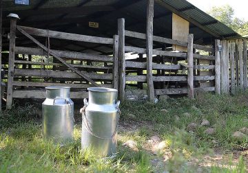 Queseros del Guaviare advierten que pararán actividades ante crisis del precio de la leche