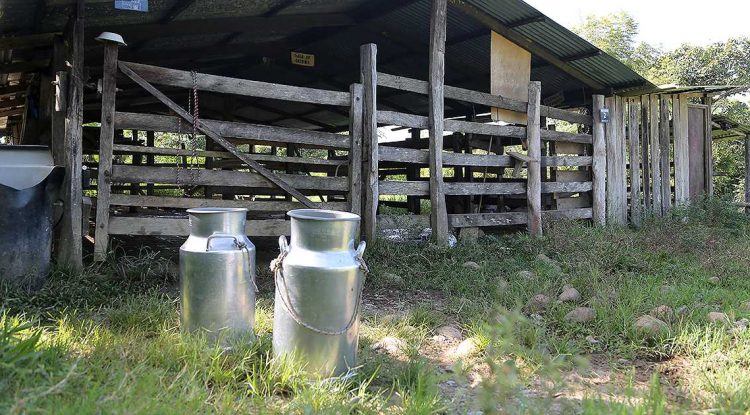 Queseros del Guaviare advierten que pararán actividades ante crisis del precio de la leche