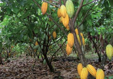 Familias de San José del Guaviare beneficiarias de proyecto de cacao