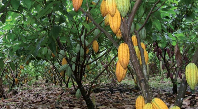 Familias de San José del Guaviare beneficiarias de proyecto de cacao