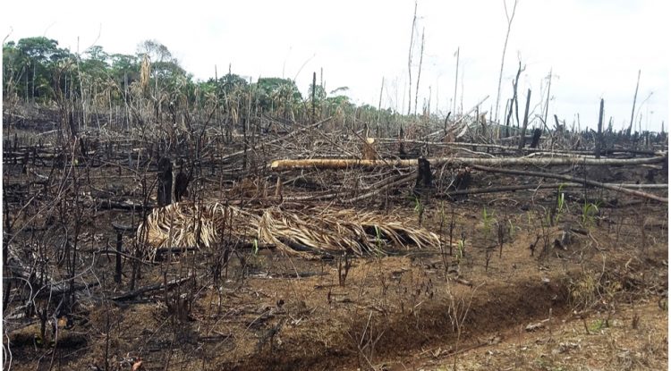 Deforestación en el Departamento del Guaviare