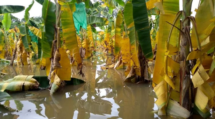 Campesinos afectados en Guaviare por ola invernal exigen ayudas