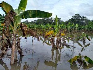 Inundación ribera río Guaviare