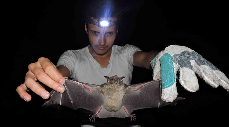 Mankomara, nueva especie de murciélago descubierto en Guaviare