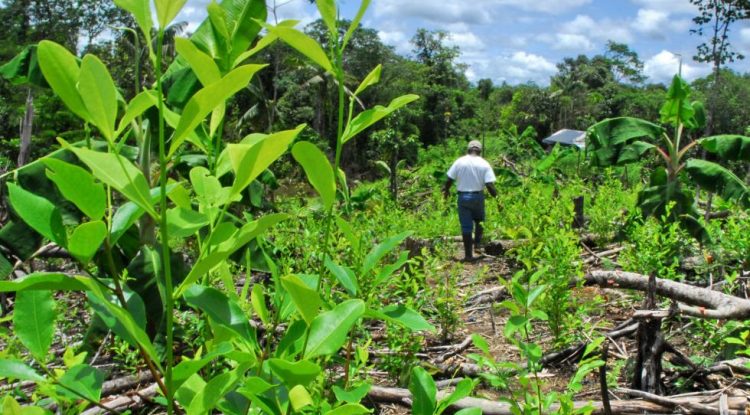 En Guaviare se redujeron cultivos de coca