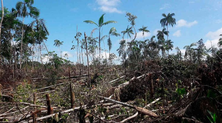 Fiscales especializados investigan responsables de la deforestación en Guaviare - Marandua Stereo