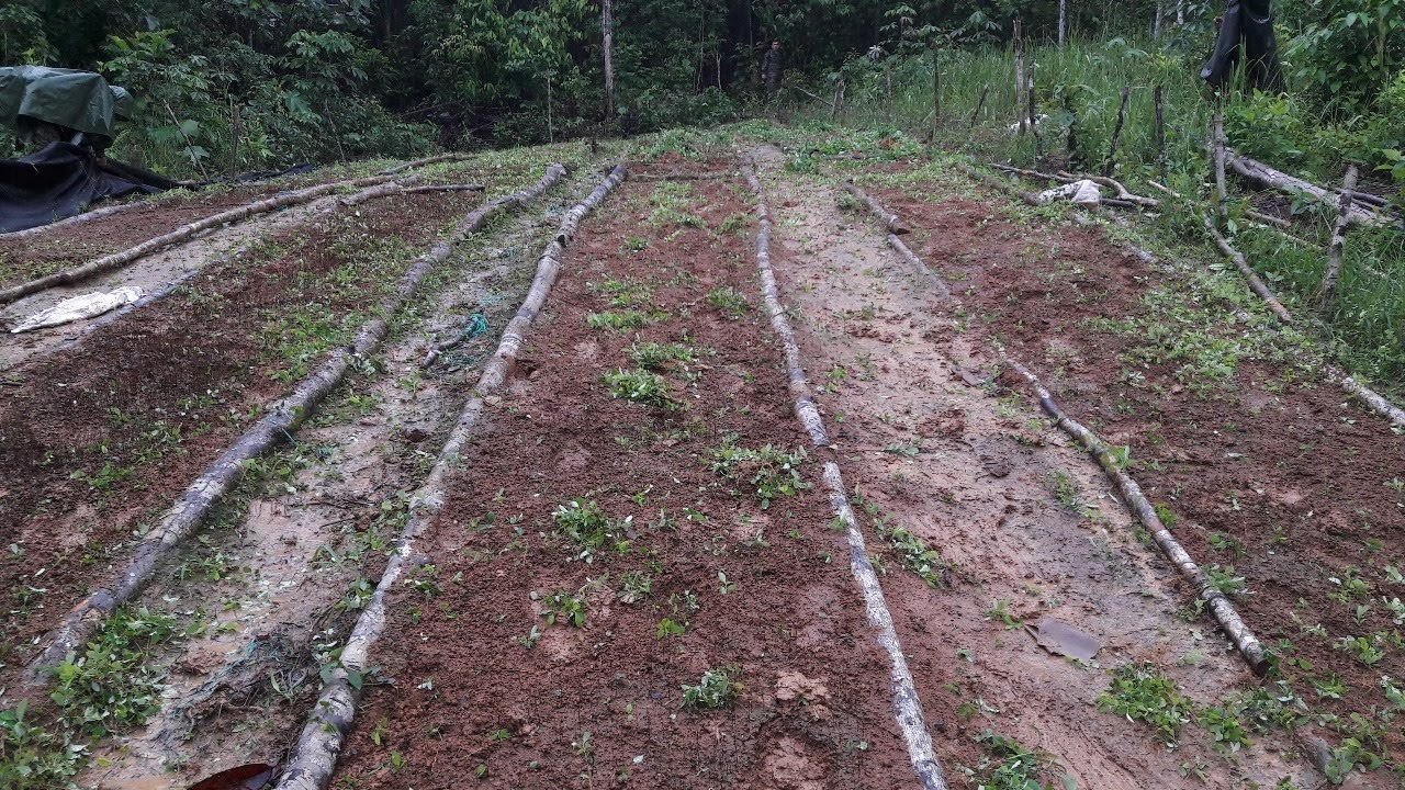 Semillero con matas de coca de las disidencias del frente primero de las Farc