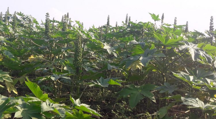 Higuerilla, cultivo alternativo en la sustitución a cultivos ilícitos en el Guaviare