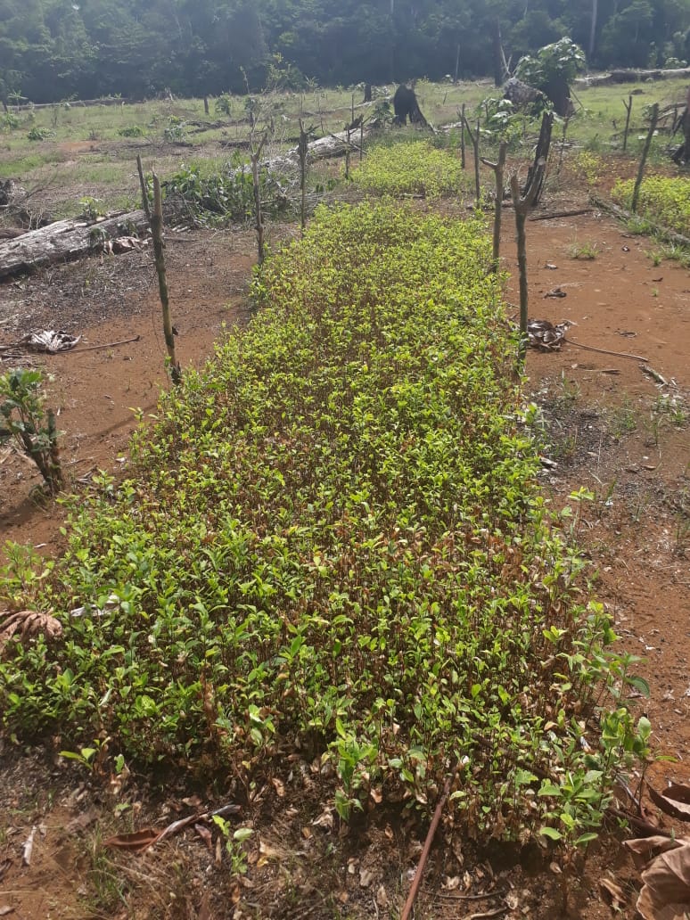 Cuarta División del Ejército halla mas de 800 mil matas de coca en el Guaviare