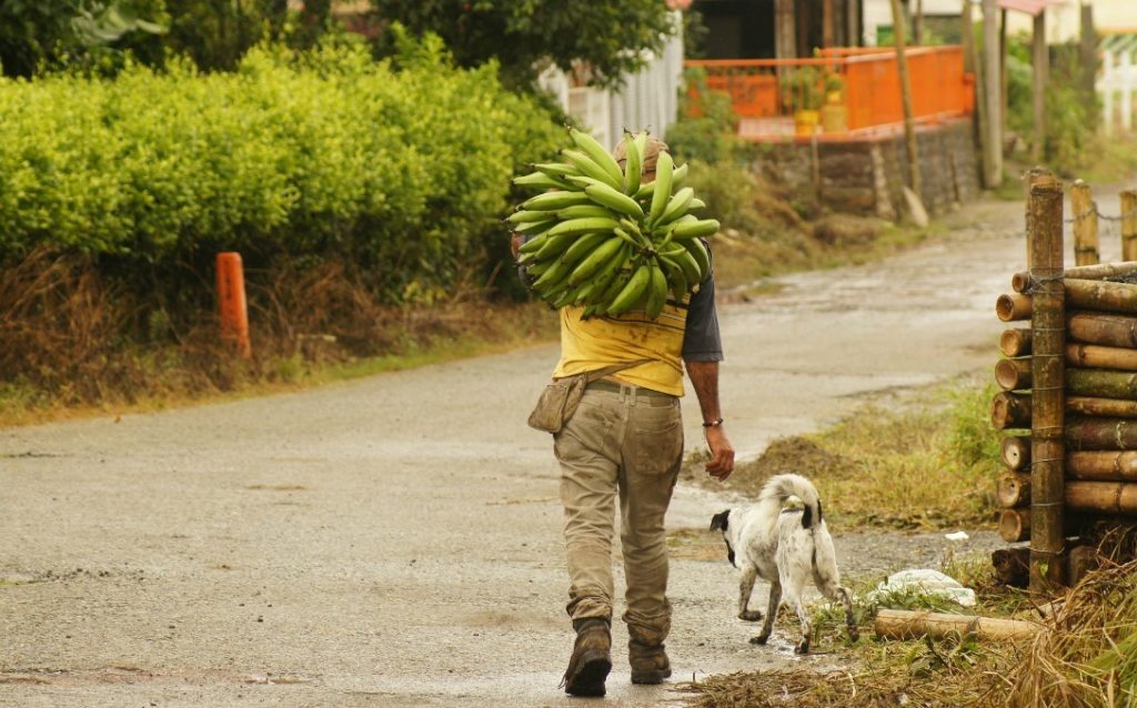 Campesinos del Guaviare inconformes con proyecto alimentario planteado por el PNIS