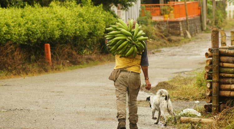 Campesinos del Guaviare inconformes con proyecto alimentario planteado por el PNIS