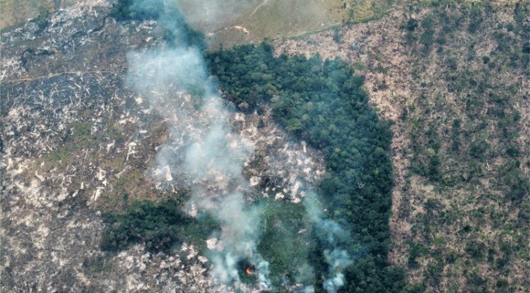 Organizaciones ambientales exigen resultados sobre deforestación en Guaviare
