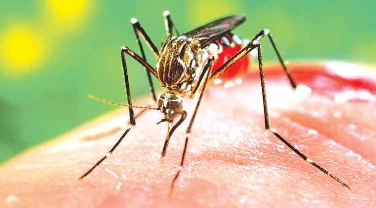 Dengue: Guaviare en la lista entre los 15 departamentos con 125 casos
