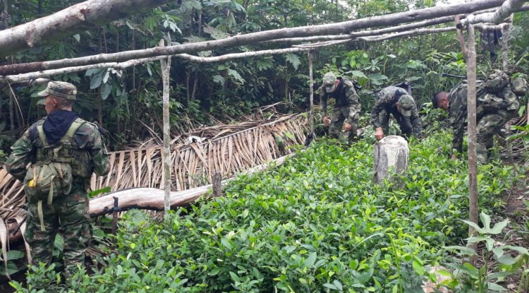 Ejército Nacional destruye 550.000 matas de hoja de coca en Guaviare