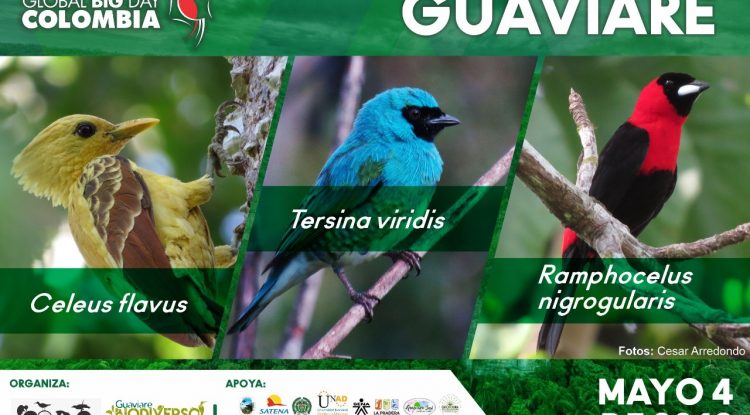 Por tercera vez Guaviare participa en el Gobal Big Day