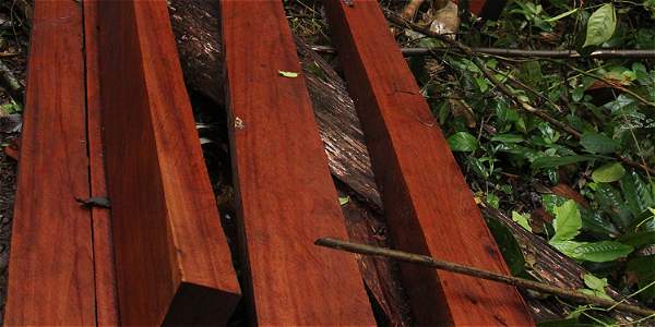 CDA adelantará reunión con establecimientos de productos maderables del bosque
