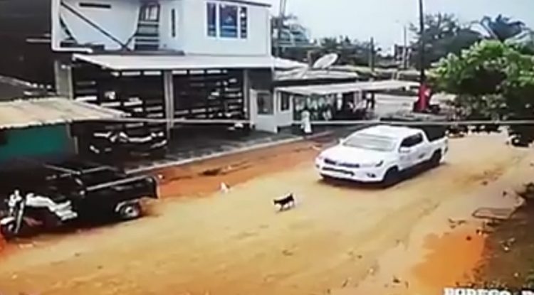 Indignación por conductora que atropelló a perro en San José del Guaviare