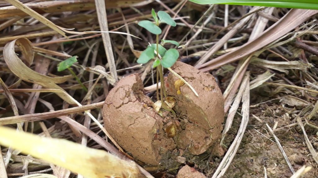 "Bombardeo verde", estrategia para restauración ambiental en Guaviare