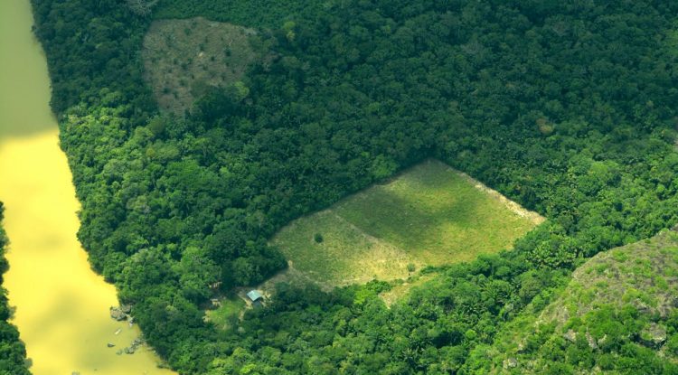 ¿Fueron las Farc autoridad ambiental en Colombia?