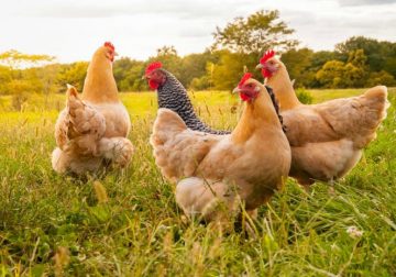 Denuncian hurto masivo de gallinas en el Retorno, Guaviare
