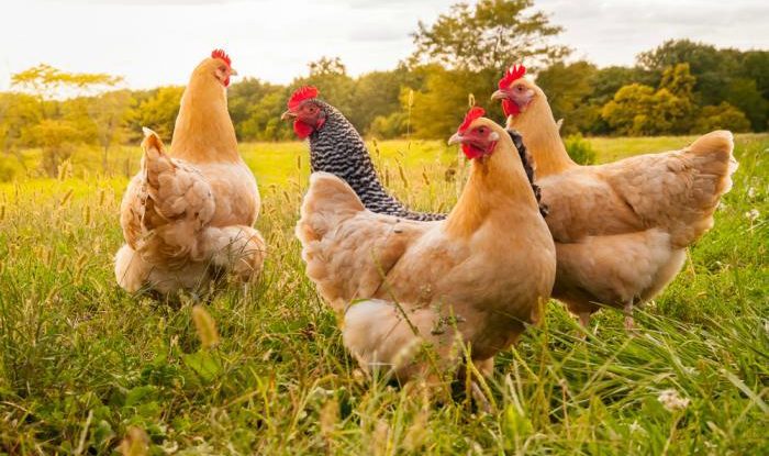 Denuncian hurto masivo de gallinas en el Retorno, Guaviare
