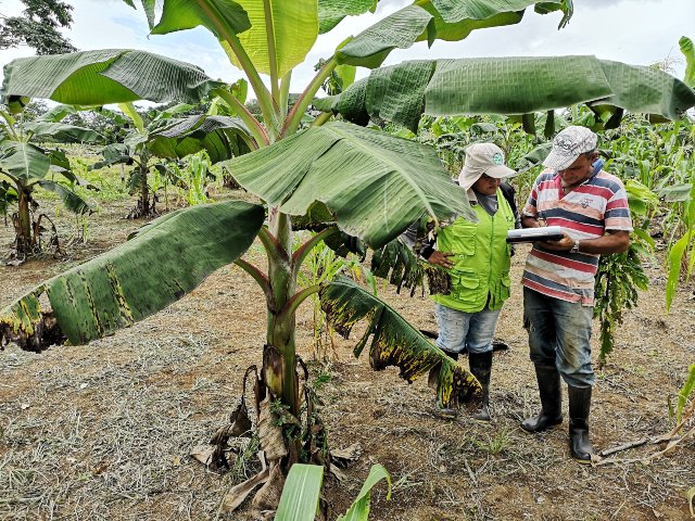 ICA inspecciona cultivos de plátano y banano en Guaviare