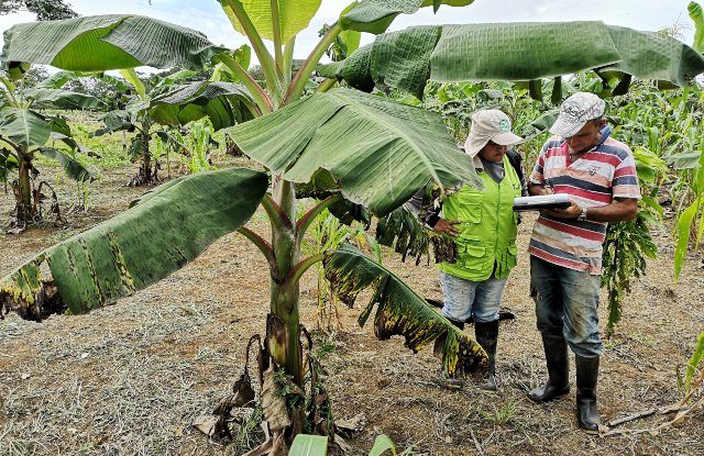 ICA inspecciona cultivos de plátano y banano en Guaviare