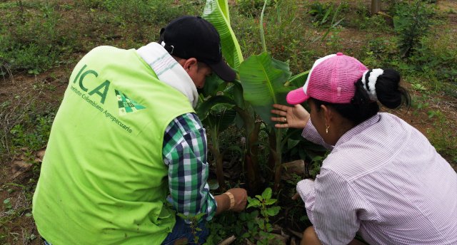 En lo corrido del año, el ICA ha realizado la erradicación de 165 plantas con sintomatología asociada con la enfermedad conocida como moko del plátano y banano causada por la bacteria Ralstonia solanacearum raza 2, siendo esta plaga uno de los problemas fitosanitarios más limitantes en los cultivos del departamento.