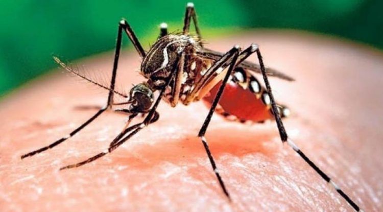 Guaviare terminó el 2019 con 592 casos de dengue reportados