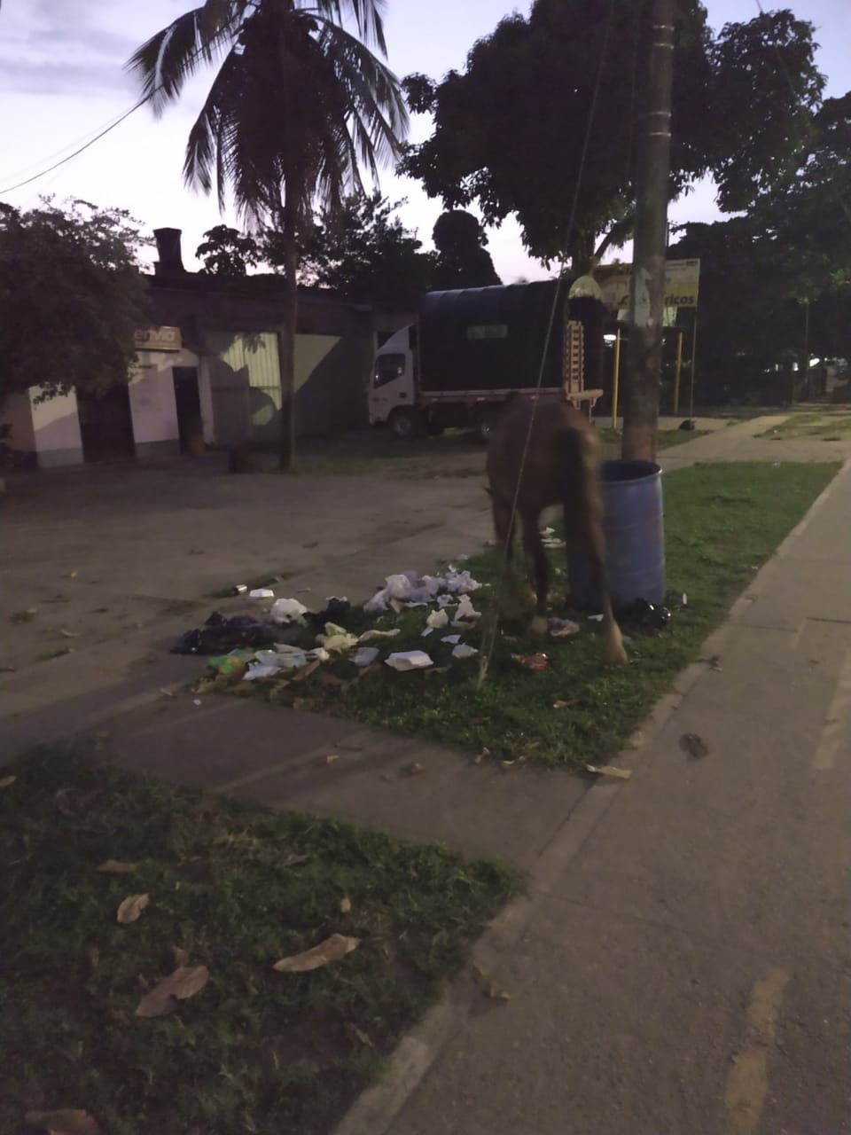 Los caballos sueltos arrojan las basuras depositadas en las canecas ubicadas en las calles de San José del Guaviare.