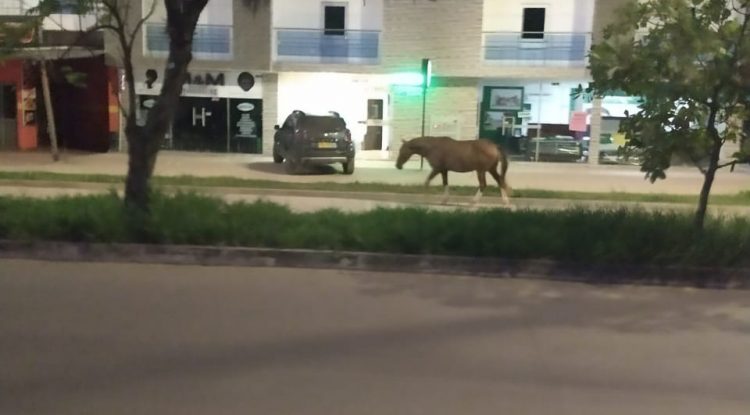 Caballos sueltos: un dolor de cabeza para los habitantes de San José del Guaviare