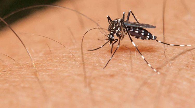 Autoridades de salud intensifican estrategias en prevención del Dengue