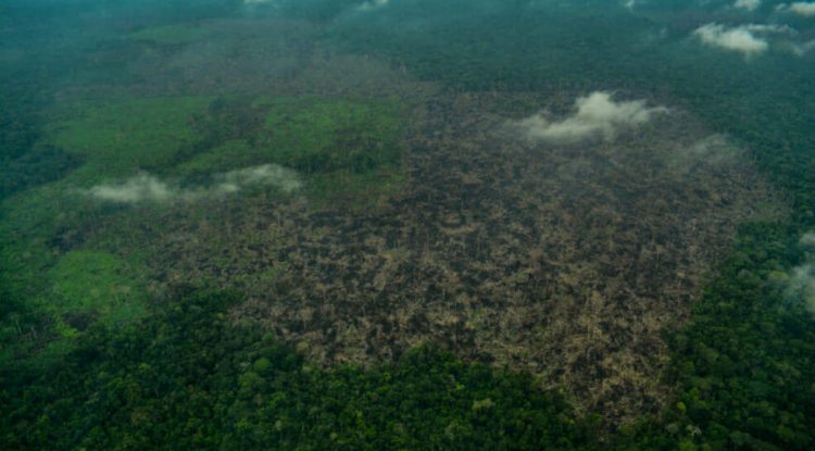 Parques Nacionales: deforestación, disidencias, cultivos de palma, ganadería y conflicto social