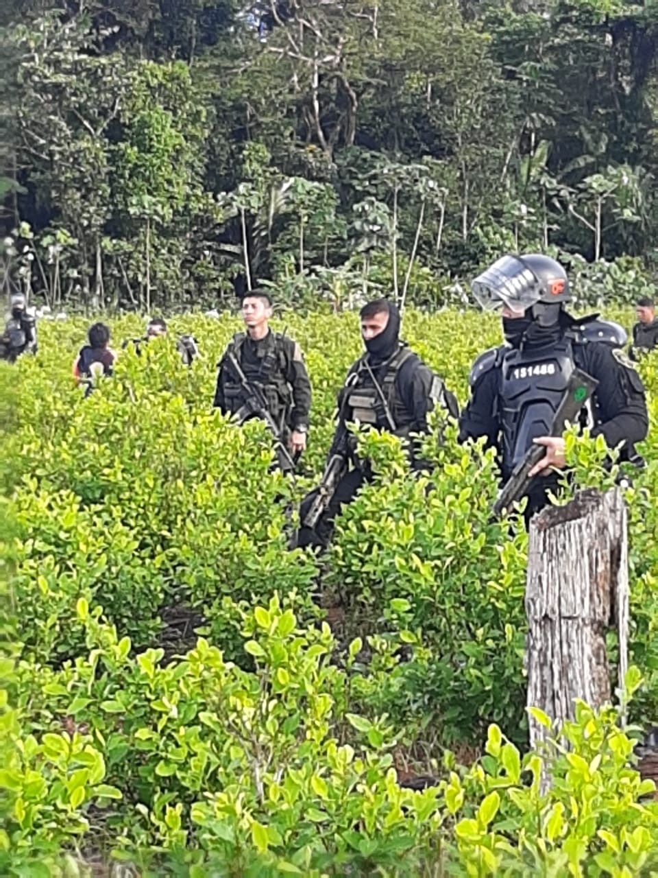 Erradicación de cultivos ilícitos generó choques entre campesinos y Fuerza Pública