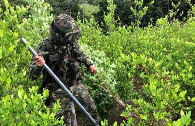 Ejército reitera que continuará jornadas de erradicación manual de cultivos ilícitos
