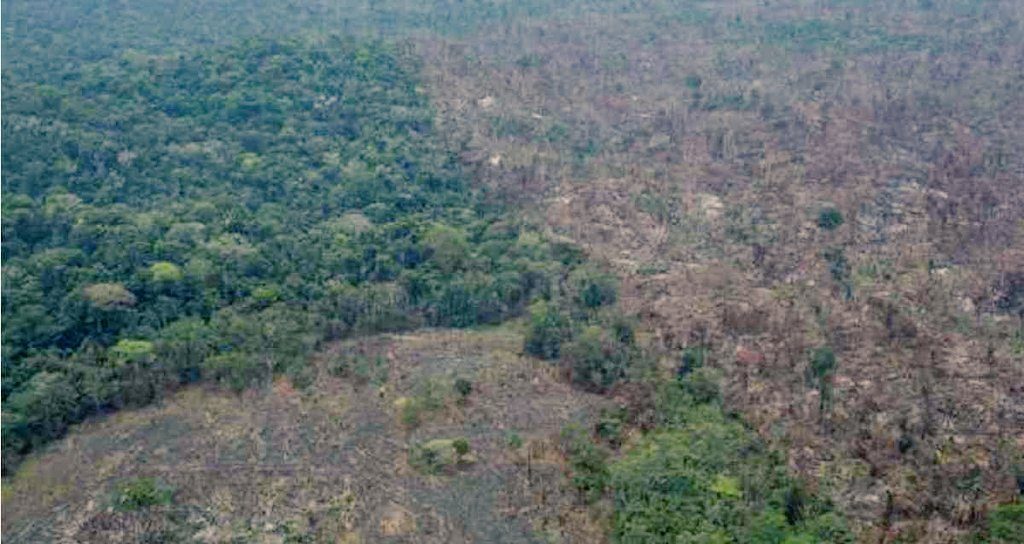 Durante el 2020, 18.498 hectáreas de bosque arrasadas en Guaviare