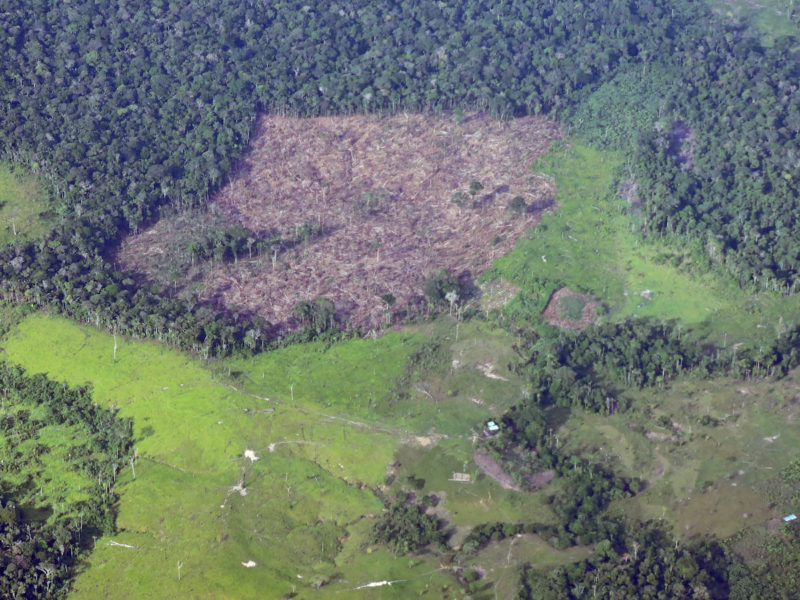 Mafias aprovechan el aislamiento para seguir con la deforestación