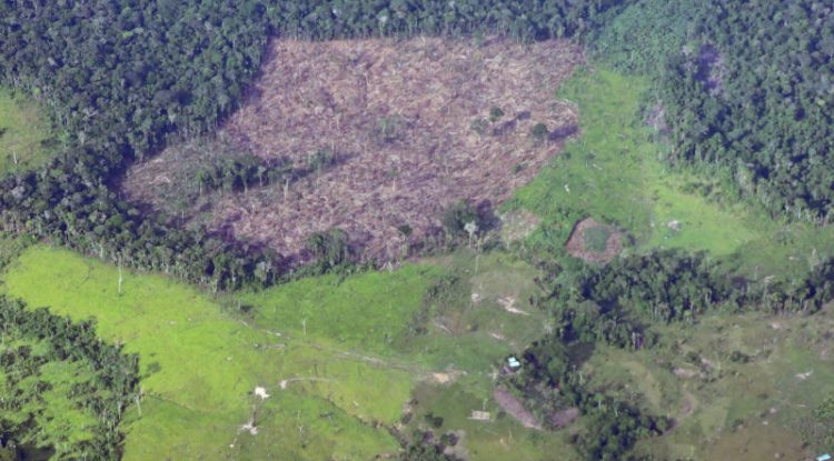 Mafias aprovechan el aislamiento para seguir con la deforestación