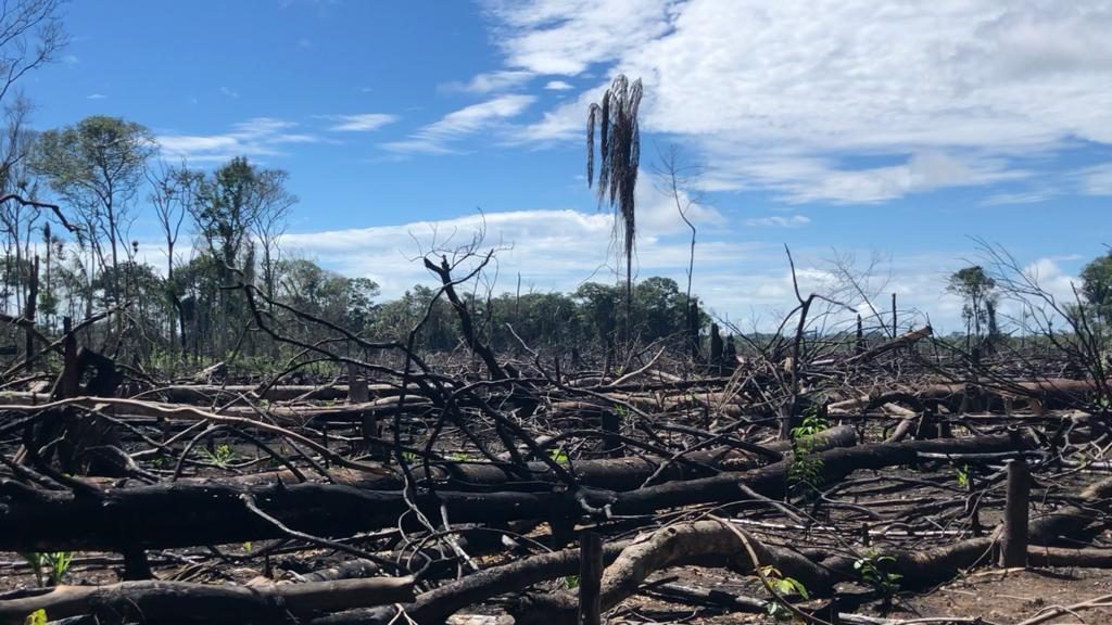 Ejercito denuncia ecocidio en los departamentos del Meta y Guaviare