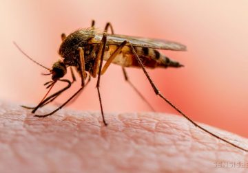 Casos de Malaria: Guaviare registra 685 casos a mayo de 2020