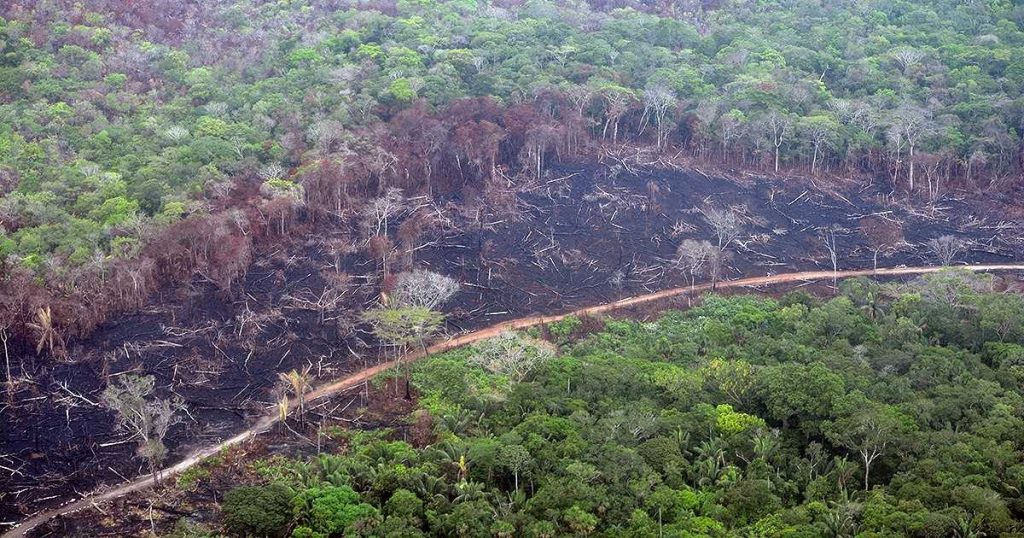 Colombia perdió 158.894 hectáreas de bosques en 2019 por la deforestación- Foto tomada de la FCDS.