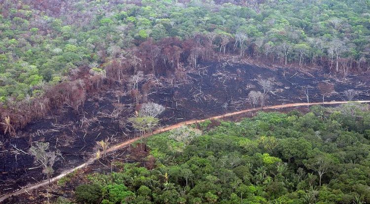 Colombia perdió 158.894 hectáreas de bosques en 2019 por la deforestación- Foto tomada de la FCDS.