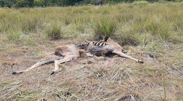 Denuncian caza de animales silvestres en la Serranía de la Lindosa