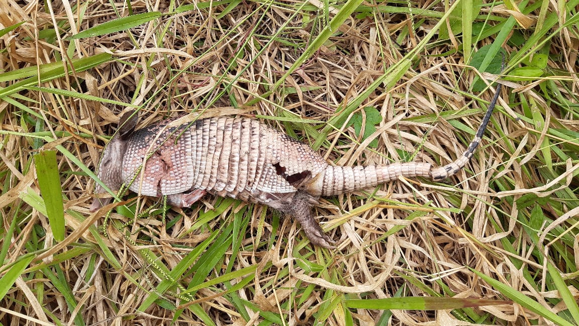 Denuncian caza de animales silvestres en la Serranía de la Lindosa