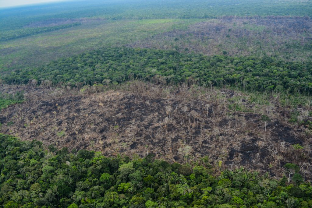 En la pandemia continúan atentados contra la naturaleza en el Guaviare