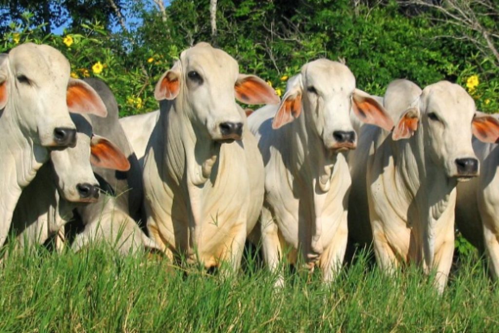 ¿Qué pasará con la compra de tierras a los ganaderos del Guaviare?