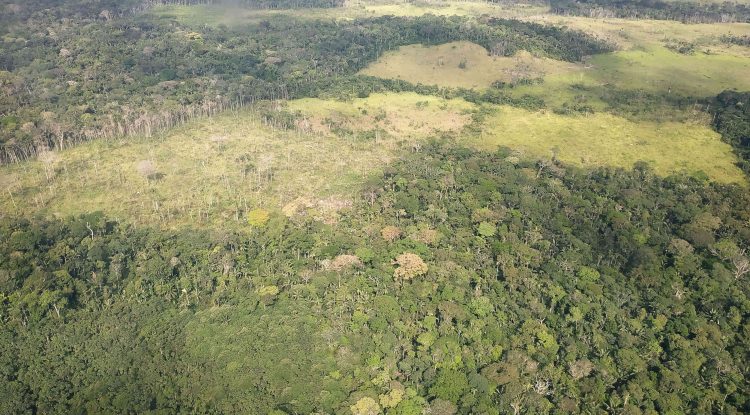 “La mayor problemática de las comunidades Nukak ha sido la deforestación”: OPIAC