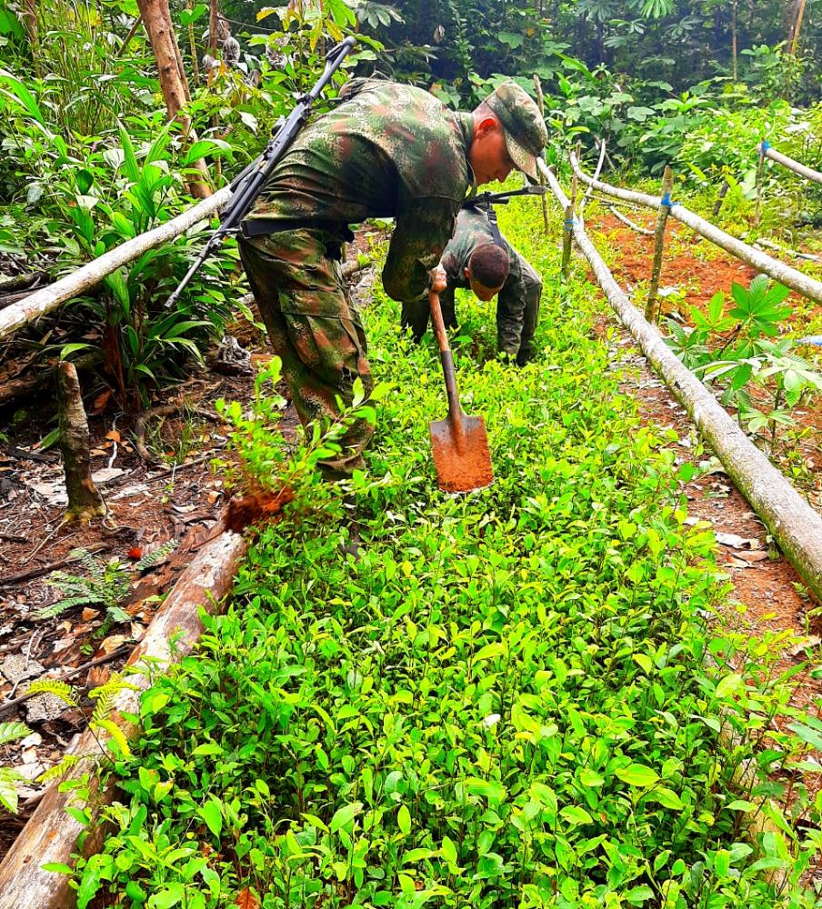 Ejército: 638 semilleros de hoja de coca y 178 laboratorios ubicados en Guaviare