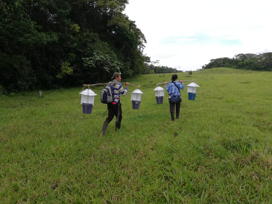 20 especies de murciélagos se han identificado en Guaviare